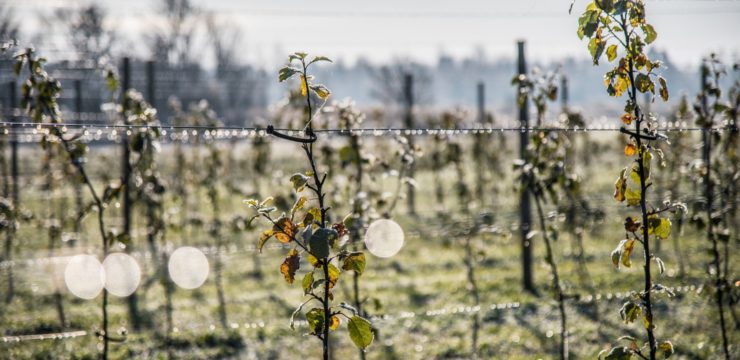 gel dégrèvement taxe foncière