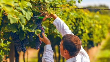 Vendanges;viticulteurs