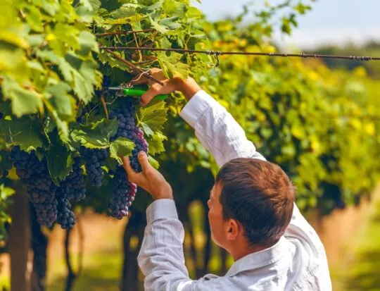 Vendanges;viticulteurs